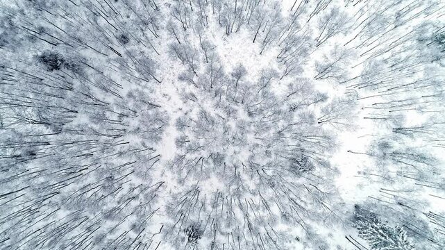 Aerial view of snow-covered forest in Latvia.