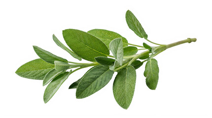 Fototapeta premium Fresh green sage herb sprig with water droplets isolated on white background