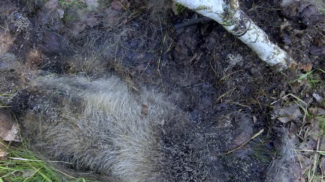 Close-up of many fly larvae on a dead animal. Natural circulation processes in nature. Field researcher prodding carcass with stick in forest floor, closeup view of grey fur, soil and grass