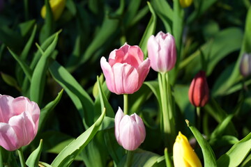 Fototapeta premium Pink Tulip Flowers in Bloom Springtime Garden Beauty