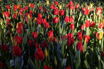 Obraz premium Red and Yellow Tulips in a Garden