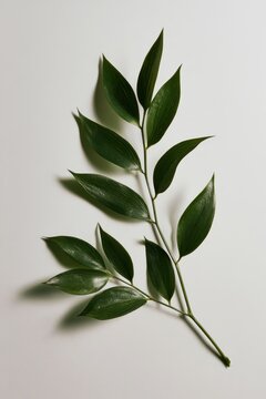 Macro study of a single ruscus cladode on a stem