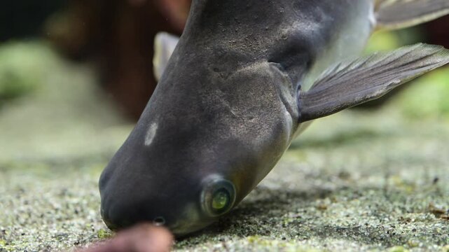 a dark freshwater catfish swimming near the sandy bottom of an aquarium tank.
