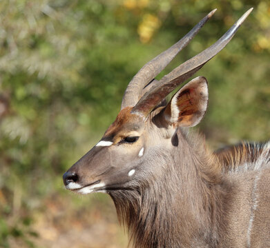 Nyala / Nyala / Tragelaphus angasii