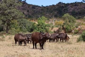 Fototapeta premium Kaffernbüffel / African buffalo / Syncerus caffer