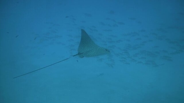 A spotted eagle ray passes beside the encrusted upper wreck structure with small fish at C-56 Juan Escutia, Puerto Morelos, Quintana Roo, Mexico.