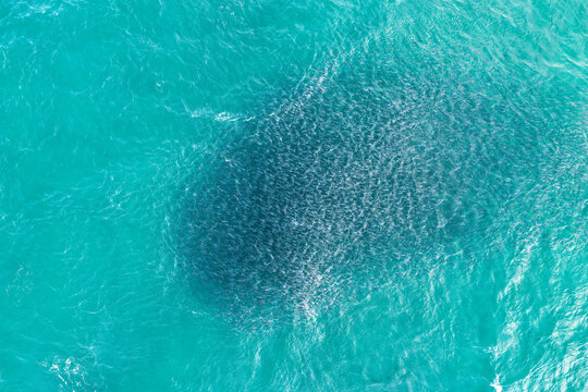 Aerial view of a large school of fish swimming in the turquoise ocean waters, Fingal Head, New South Wales, Australia.