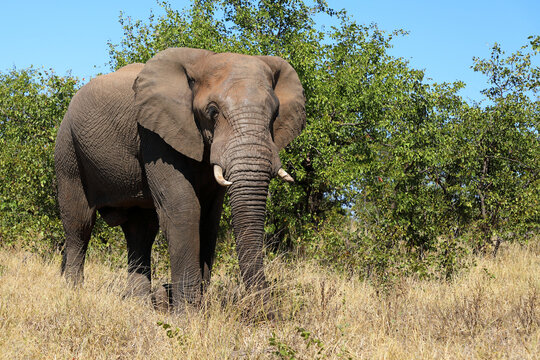 Afrikanischer Elefant / African elephant / Loxodonta africana