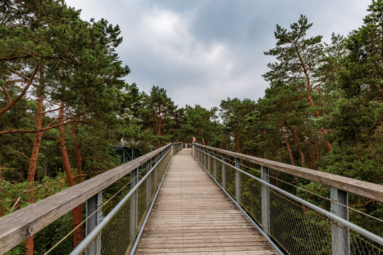 Wooden treetop walkway passing through dense pine forest under cloudy sky, elevated canopy path and outdoor eco tourism concept