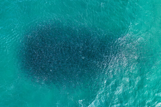 Aerial view of a large school of fish swimming in the turquoise ocean waters off the coast of Fingal Head, New South Wales, Australia.