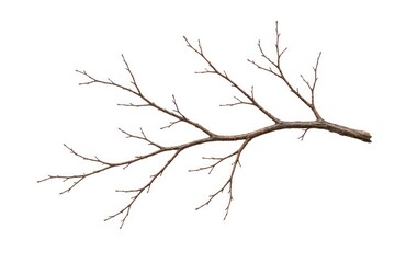 Obraz premium Bare tree branch isolated on white background