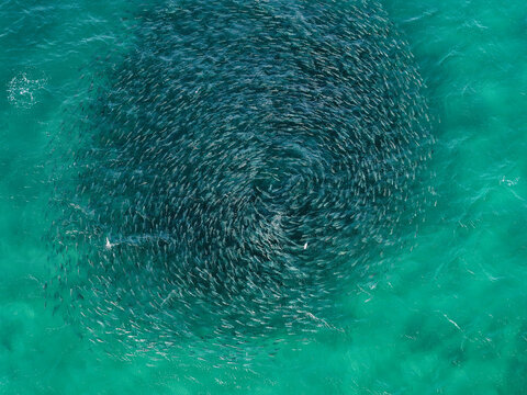 Aerial view of a large bait ball of fish swirling in the turquoise waters off the coast of Fingal Head, New South Wales, Australia.