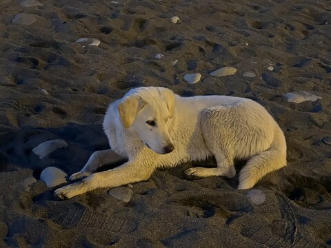 White stray dog resting on the sand of a beach in the evening light.