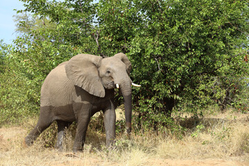 Fototapeta premium Afrikanischer Elefant / African elephant / Loxodonta africana