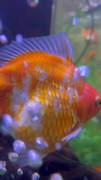 水槽を泳ぐ大きな金魚