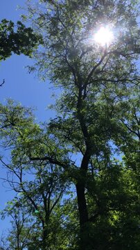 Beautiful sunlight shines through green leaves. A low-angle shot of trees featuring a bright sun flare and lens effect, creating a lovely, peaceful atmosphere. A background for page designs, banner