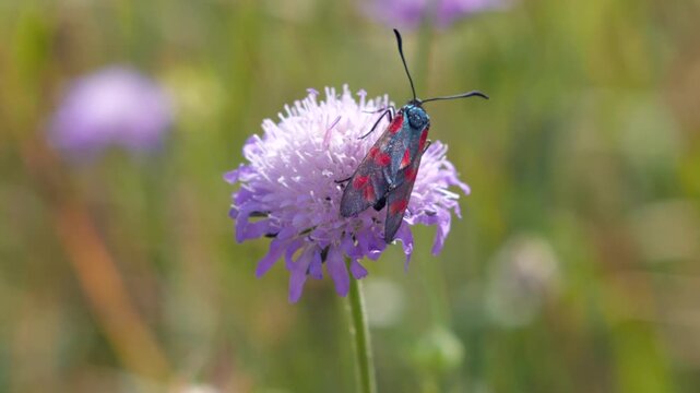 A close up of a red and black burnet moth perching on a purple wildflower in a bright field.