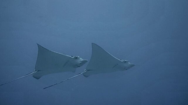 A spotted eagle ray glides steadily through open blue water near the C-56 Juan Escutia dive site in Puerto Morelos, Quintana Roo, Mexico.