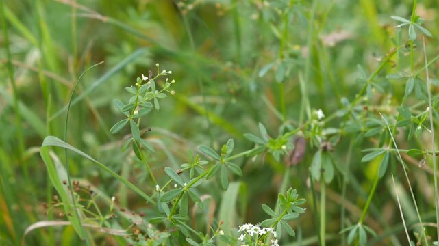 A macro shot of green stems with tiny white flowers in a sunny natural field background.