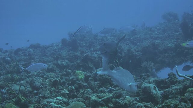 A dark, deep-bodied ocean triggerfish swims over marine growth on the C-56 Juan Escutia wreck in Puerto Morelos, Quintana Roo, Mexico.
