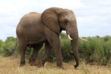 Fototapeta premium Afrikanischer Elefant / African elephant / Loxodonta africana