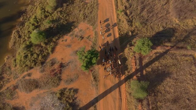 Aerial view of the iconic baobab trees with a herd of zebu cattle walking along a dusty dirt road in the landscape of Morondava, Menabe, Madagascar.