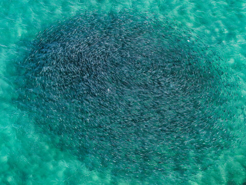 Aerial view of a large school of fish swimming in the turquoise waters off the coast of Fingal Head, New South Wales, Australia.