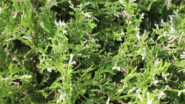 Variety of evergreen trees in outdoors market, stock footage