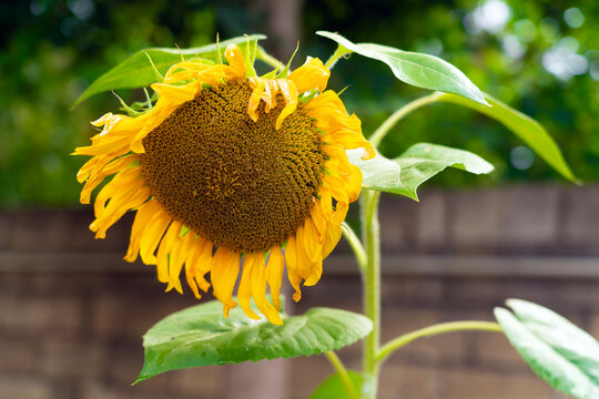 Blooming sunflower in garden