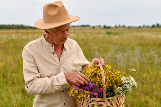 A herbalist collects various medicinal herbs in a field. The person inspects the gathered plants while holding a basket full of different herbs