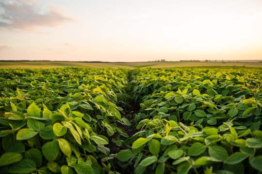 Soybean field growing at sunset, showing green crop rows and agricultural farmland landscape
