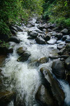Rocky Mountain Stream Flow in Dense Forest with Flowing Water and Boulders