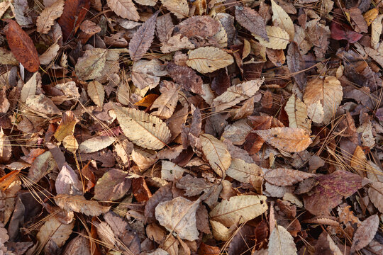 Dry fallen autumn leaves texture