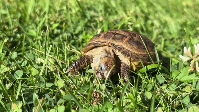 A small turtle eats fresh grass outdoors, reptile feeding behavior, pet care in nature.