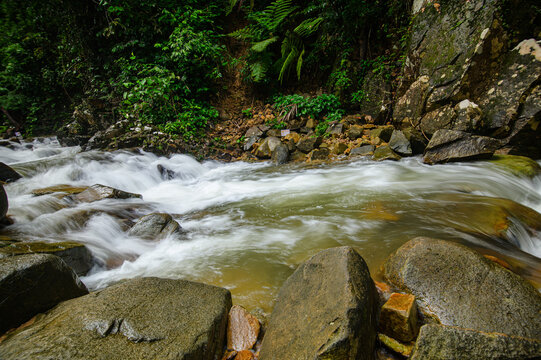 Rocky Stream Flowing Through Dense Green Forest with Vibrant Foliage