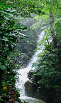 Dense rainforest with cascading waterfall amidst lush green foliage and misty atmosphere