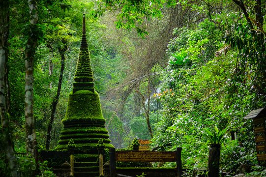 Serene Forest Scene with Ancient Moss-Covered Stupa and Lush Green Vegetation