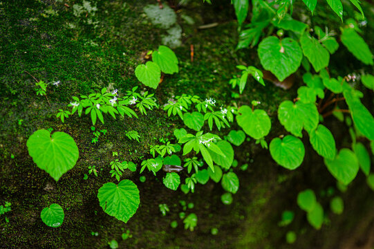 Vibrant Green Heart-shaped Leaves and Moss Growing on Forest Log Surface