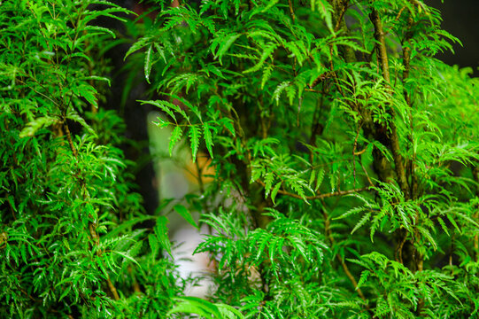 Dense Green Ferns and Lush Foliage in a Tropical Forest Scene