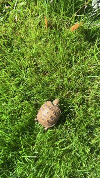 A small turtle crawls on bright green grass outdoors, wild reptile in natural habitat, sunny day.