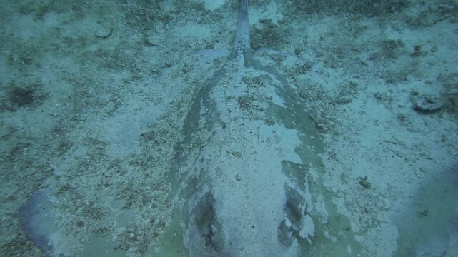 A large stingray approaches and passes very close above the camera over the sandy seabed near C-56 Juan Escutia in Puerto Morelos, Quintana Roo, Mexico.