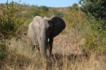 Obraz premium Afrikanischer Elefant / African elephant / Loxodonta africana