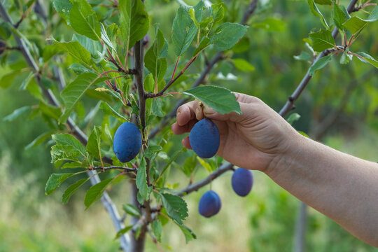 Blue plums growing on a young plum tree, with a hand gently holding the fruit among fresh green leaves in an orchard.