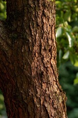 Obraz premium Natural detail of Diospyros virginiana bark with soft garden background