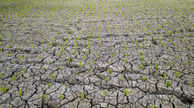 Rice plants growing in rice field experiencing drought due to long dry season,location in Sukoharjo,Central Java, Indonesia.