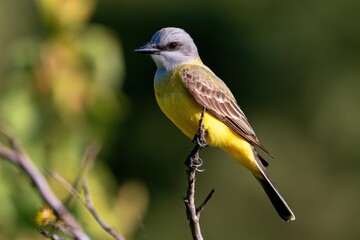Fototapeta premium Perched Western Kingbird against a blurred green background