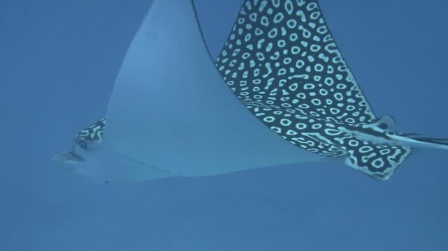 A spotted eagle ray crosses open blue water in side profile near C-56 Juan Escutia dive site in Puerto Morelos, Quintana Roo, Mexico.
