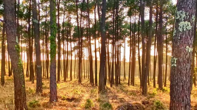 golden sunlight filters through tall pine trees, illuminating a serene forest floor with dappled light and warm hues, sunbeams penetrate the dense woodland, france