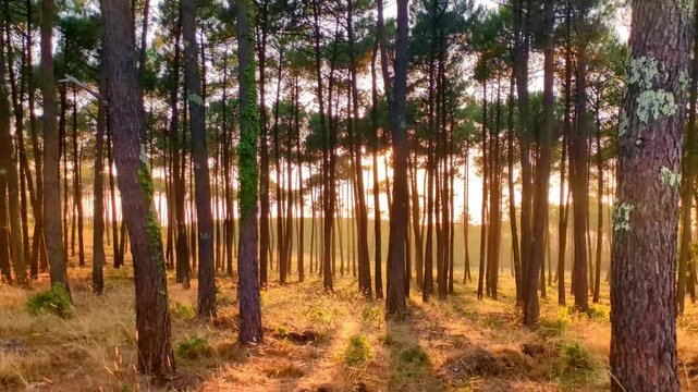 golden sunlight filters through tall pine trees, illuminating a serene forest floor with dappled light and warm hues, sunbeams penetrate the dense woodland, france