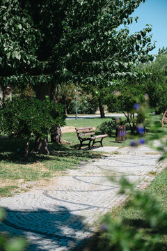 Green garden park with bench and tree lined pathway nature background